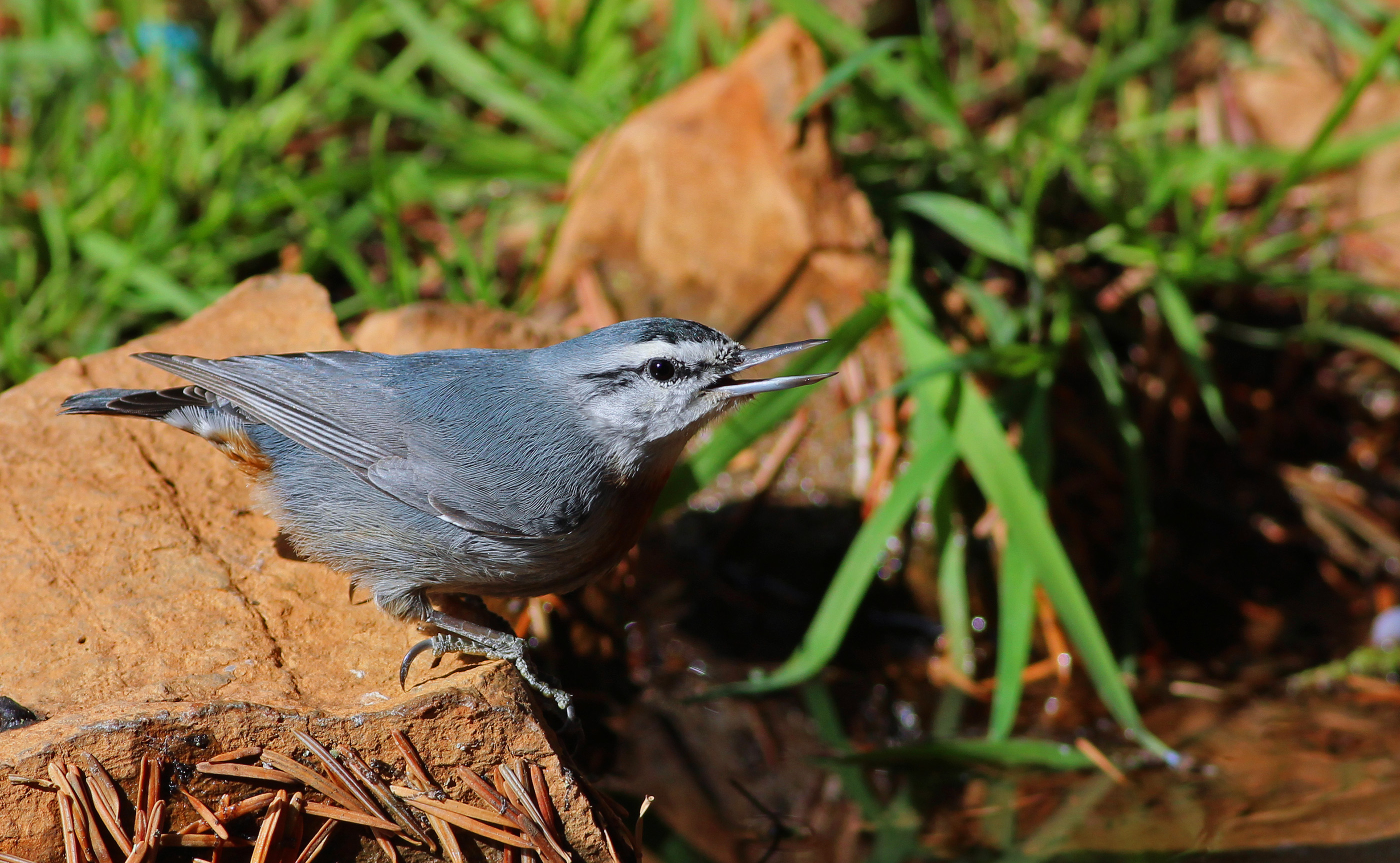 Krüper's Nuthatch — Ana fotoğraf